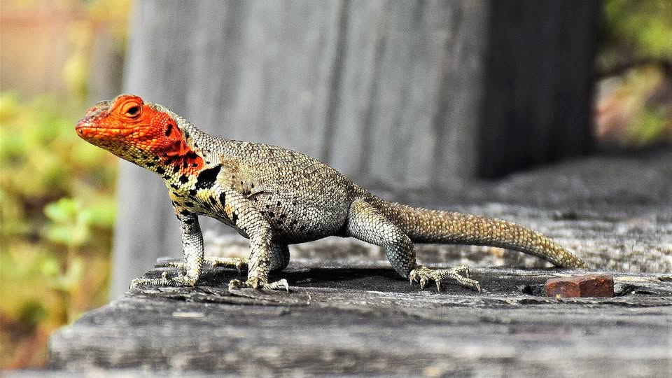 72923386 10151153691889975 2183830264008933376 N