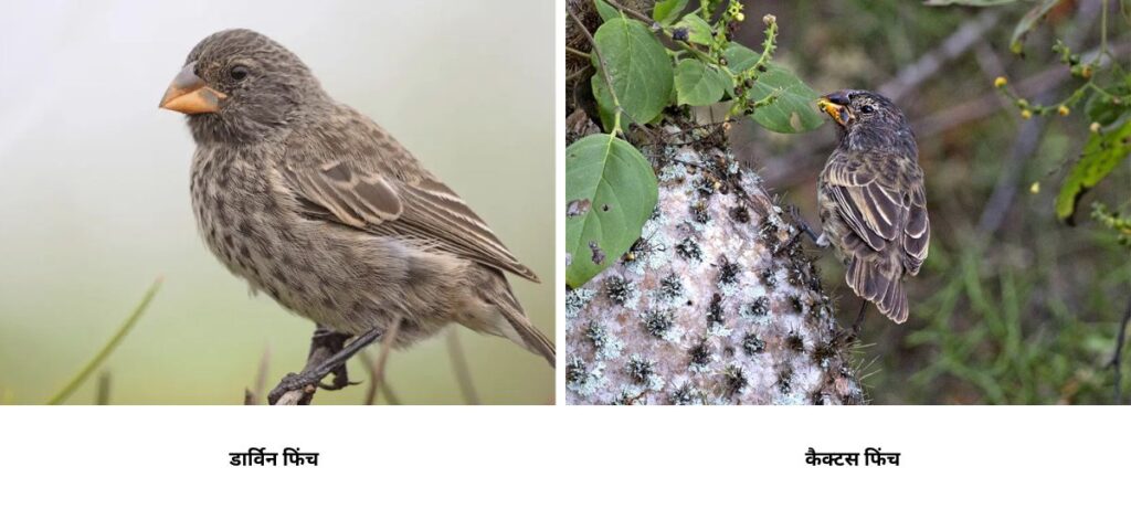 Darvin Cactus Finch 1024x461