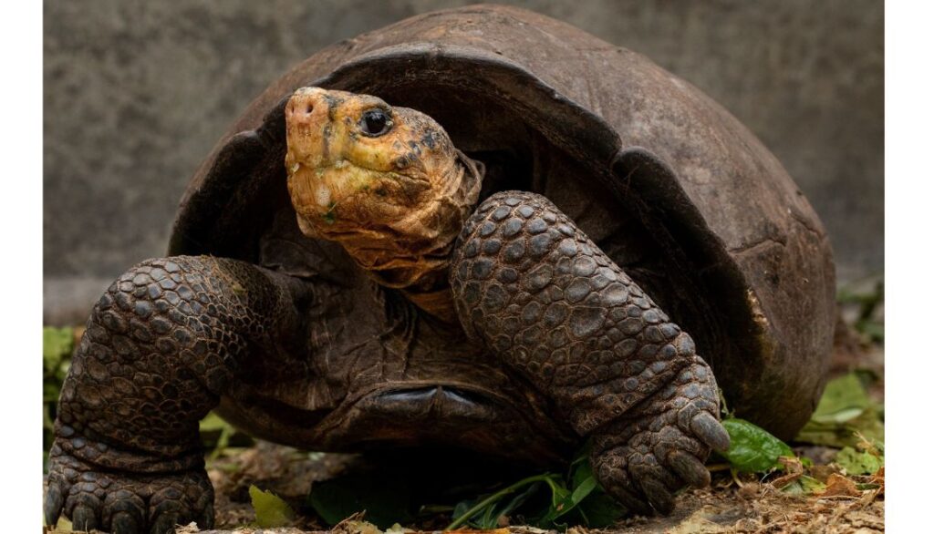 Farnanda Tortoise1 1024x586