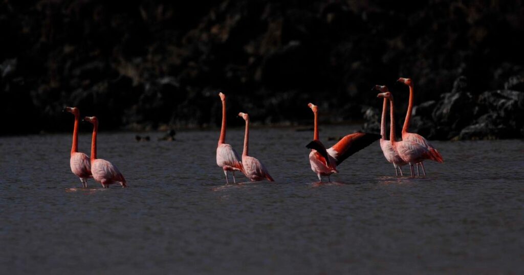Flamingos Lagoon1 1024x538