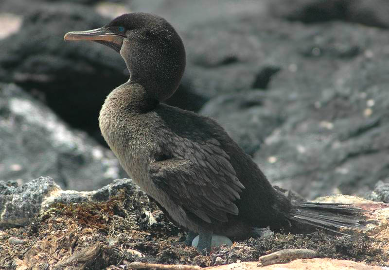 Flightless Cormorants