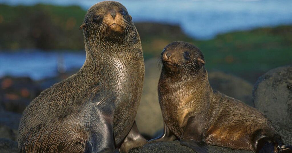 Flur Seals Galapagos 1024x538