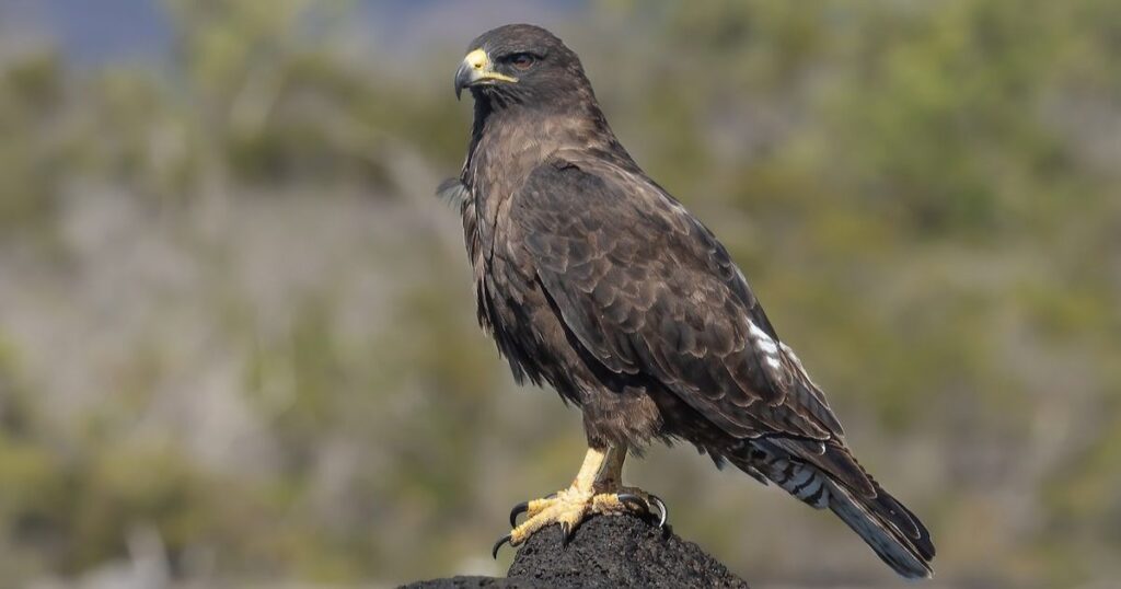 Galapagos Hawk 1024x538