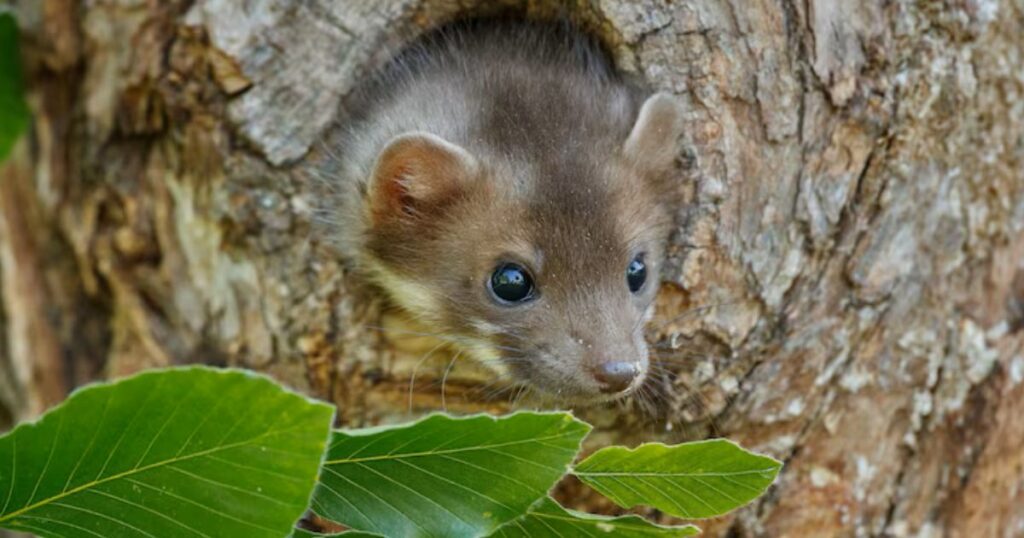 Rice Rat Galapagos 1024x538