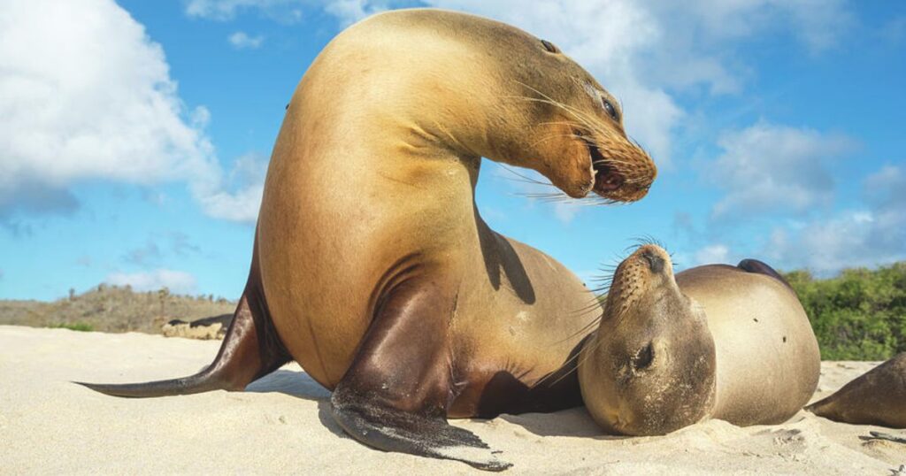 Sea Lion Galapagos 1024x538
