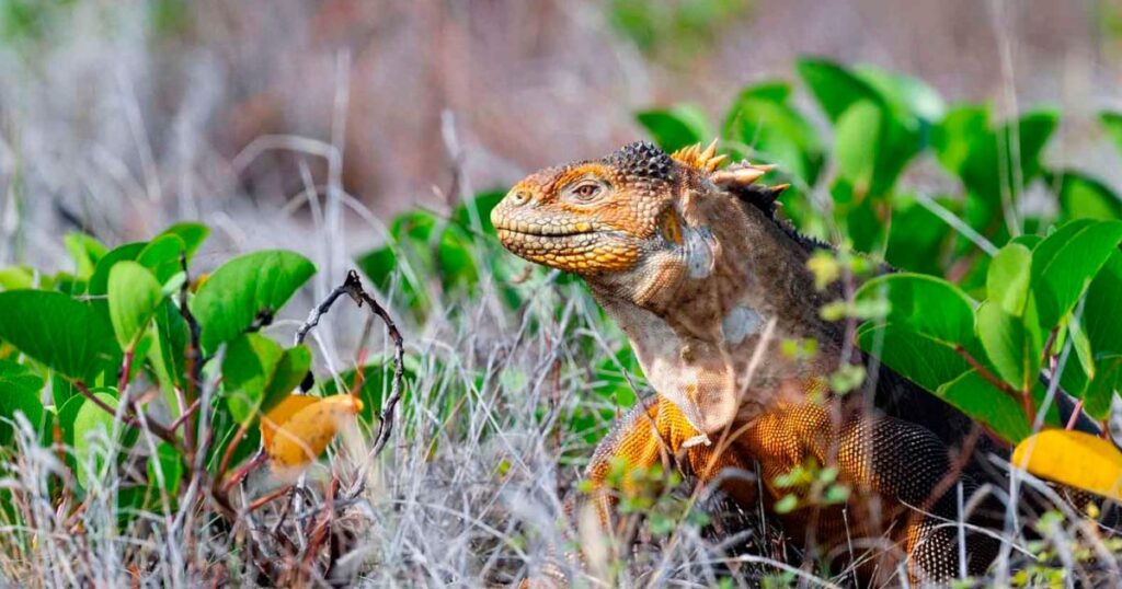 Yellow Iguana 1024x538