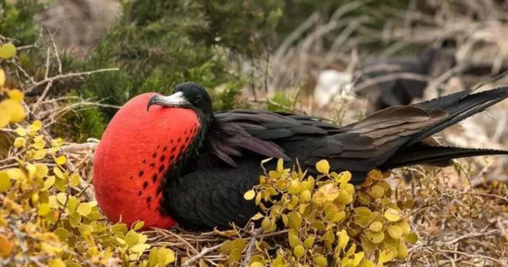 Fribate Bird1 1024x538