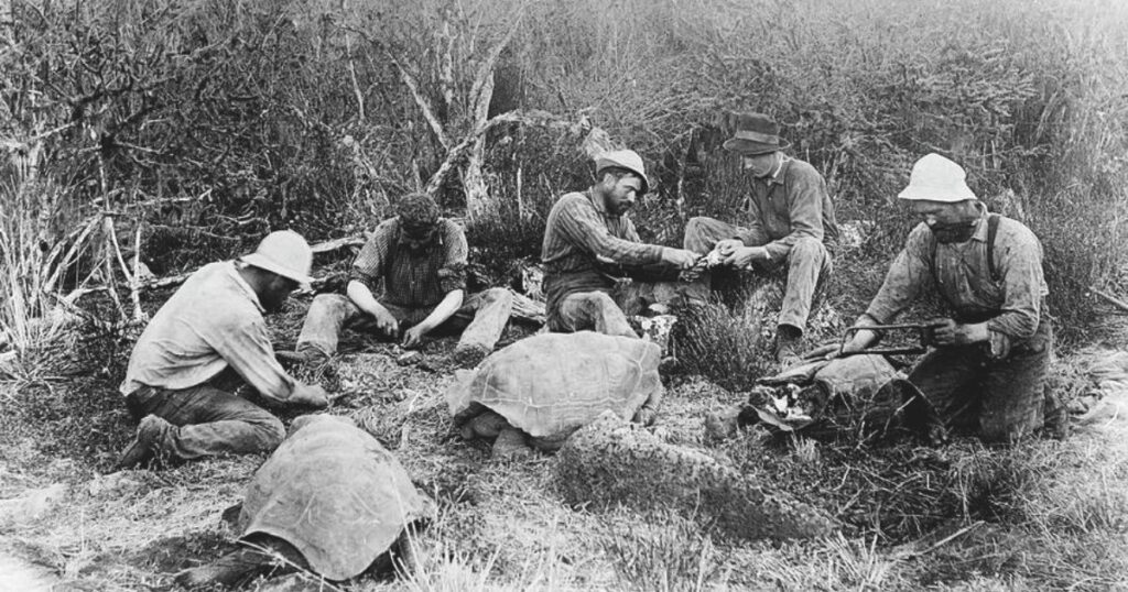 Galapagog Tortoise Sikar 2 1024x538