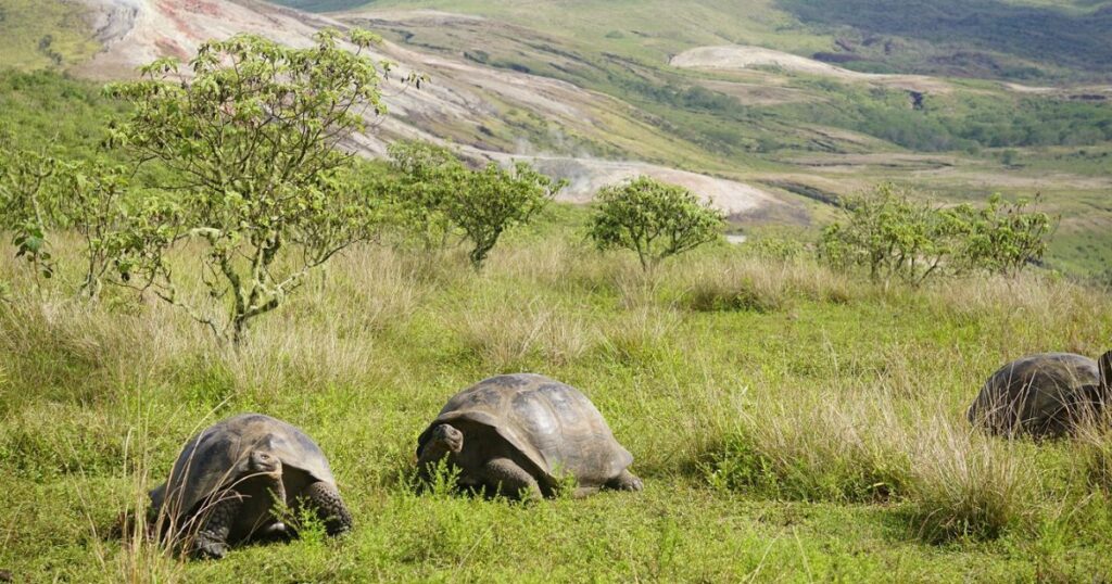 Galapagos Big Tortoise 1024x538