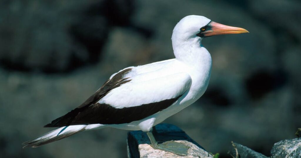Nazca Booby 1024x538
