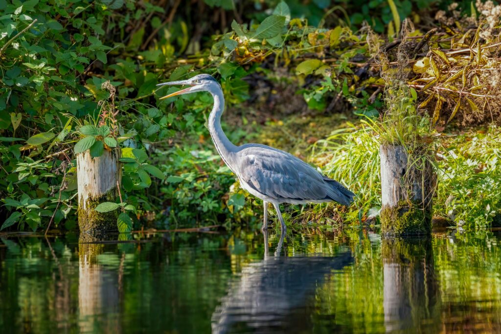 Pexels Guvo59 28890897 1 1024x683