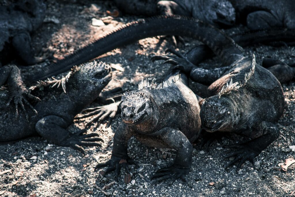 Pexels Photations 26587014 1024x683