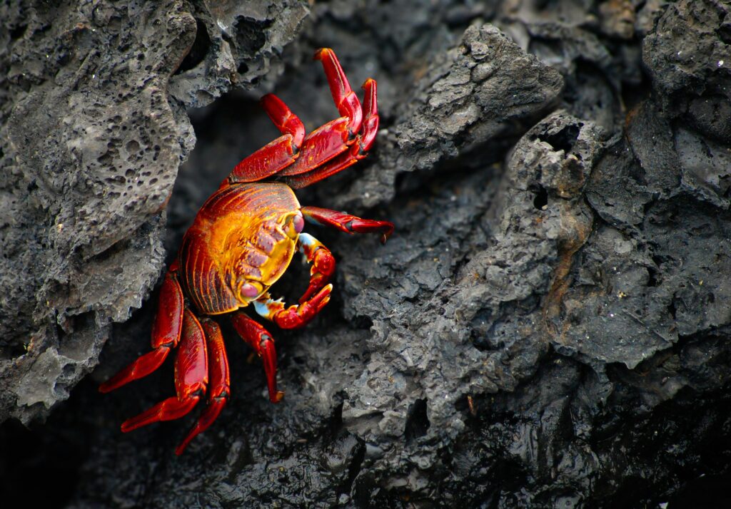 Pexels Simran Chhatwal 2153681976 32851899 1024x714