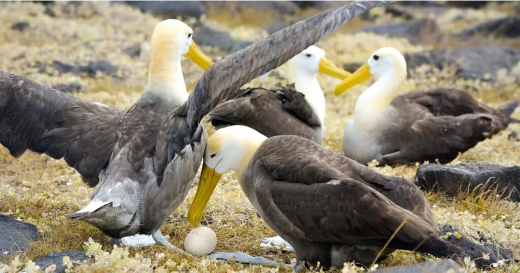 Vevd Albastrws 1024x538