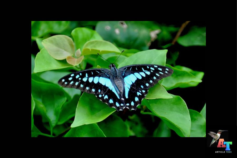blue je butterfly
