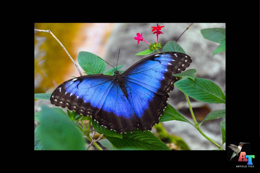 morpho butterfly
