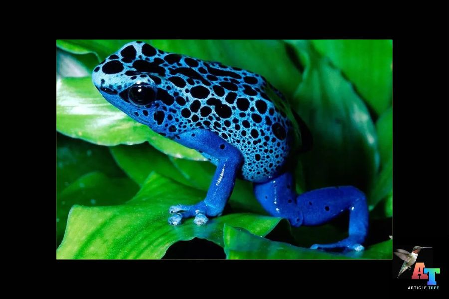 the blue poison dart frog