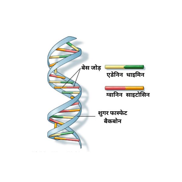dna